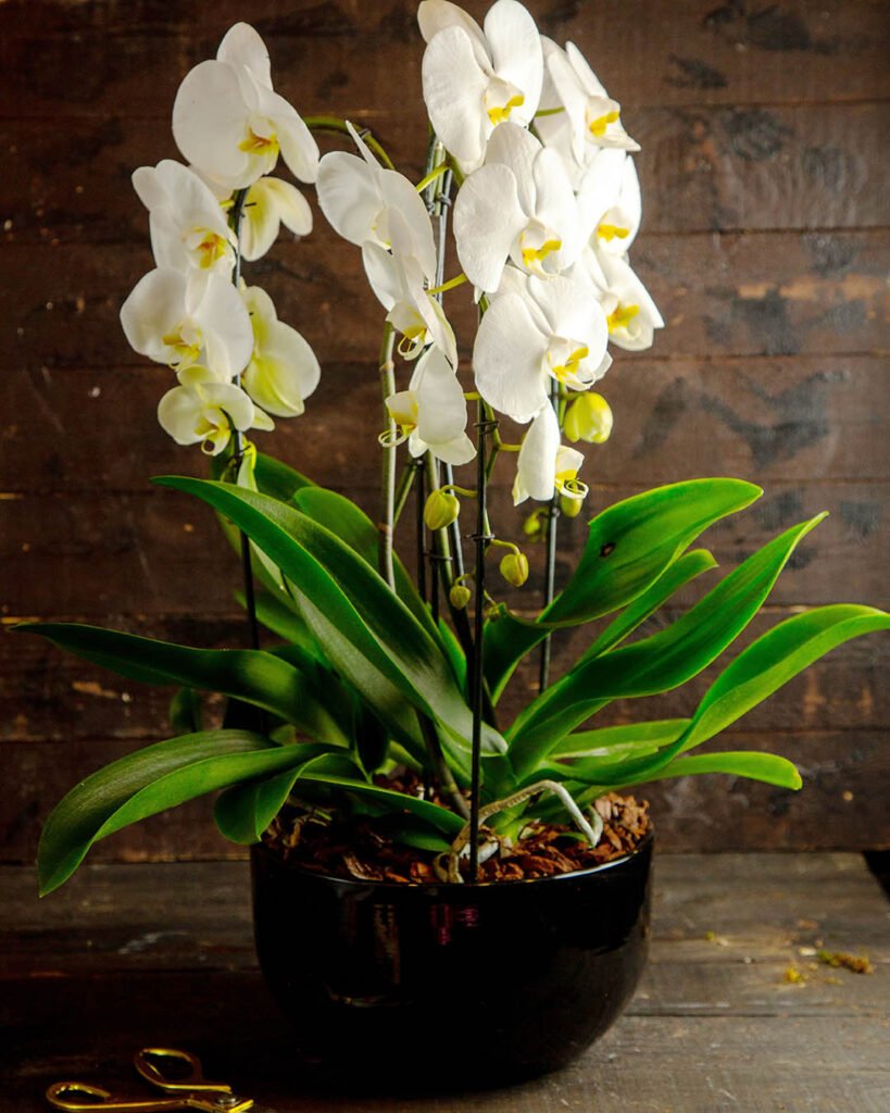 _side-view-white-phalaenopsis-orchid-flowers-full-bloom-black-flower-pot